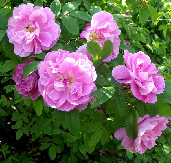 Терез Бунье (Therese Bugnet)